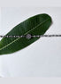 Ashtashree Ball Choker Necklace