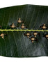Modak Rings