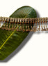Mor Chinchpeti Necklace