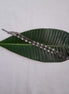 Silver Diamond Anklet image 0